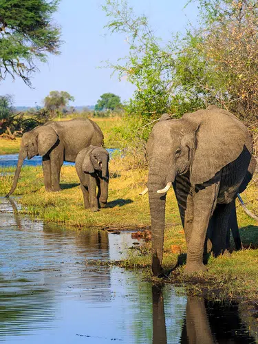 Tierparadies Kavango-Zambezi