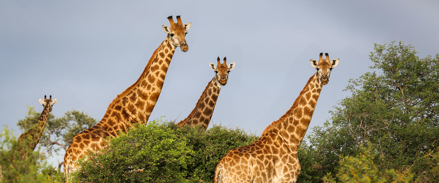 Südafrika: vom Krüger-Nationalpark bis an die Küste