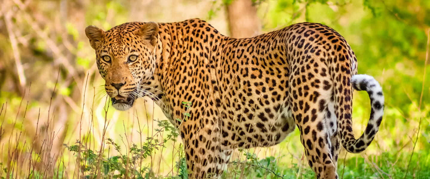 Südafrika: vom Krüger-Nationalpark bis an die Küste