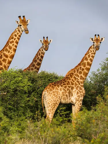 Südafrika: vom Krüger-Nationalpark bis an die Küste