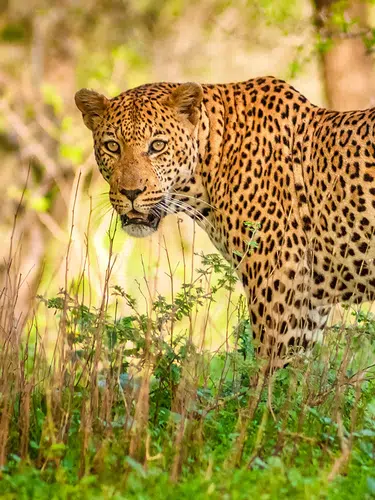 Südafrika: vom Krüger-Nationalpark bis an die Küste