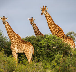 Südafrika: vom Krüger-Nationalpark bis an die Küste