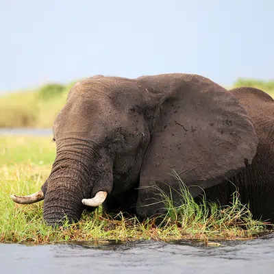 Südafrika, Simbabwe und Botswana - African Extravaganza