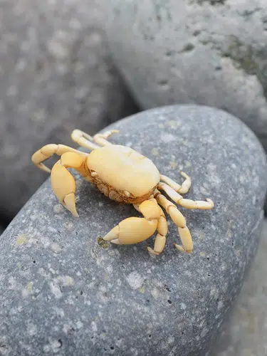 Palomino-Inseln