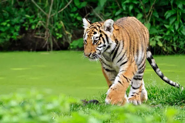 Taj Mahal und Tigerpirsch