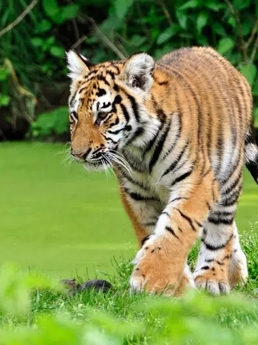 Taj Mahal und Tigerpirsch