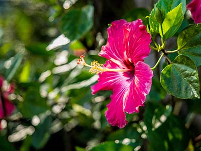 Rundreise Costa Rica Hibiskus