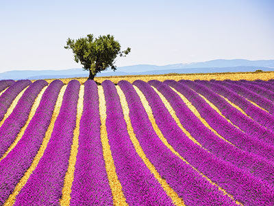Rundreise-Frankreich-Provence-Lavendel