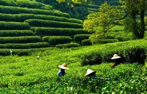 Teepflückerinnen in grüner Teeplantage