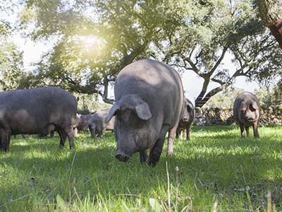 Rundreise Unbekanntes Spanien Schweine