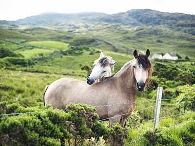 Rundreise Irland Conmerra