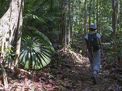 Rundreise Malaysia Borneo Dschungel