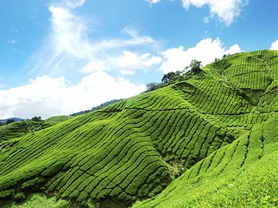 Rundreise Malaysia Teeplantage