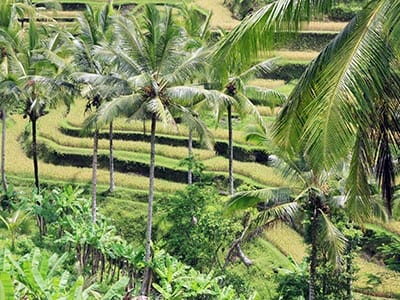 Rundreise Bali Reisfarm