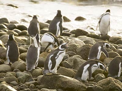 Rundreise Argentinien Feuerland Pinguine