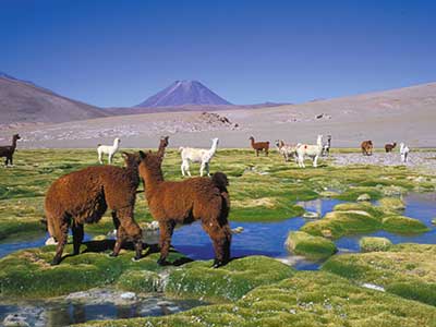 Rundreise Chile Alpacas Altiplano