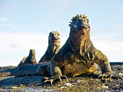 Rundreise Galapagos Inseln Echse