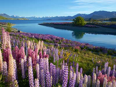 Rundreise Neuseeland Lake Tekapo