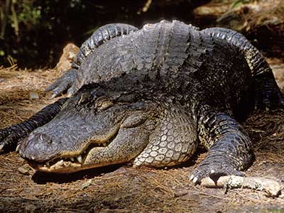 Rundreise Florida Everglades Krokodil