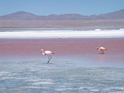 Rundreise Bolivien Colorada Lagune