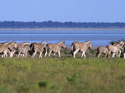 Rundreise Kenia Zebras