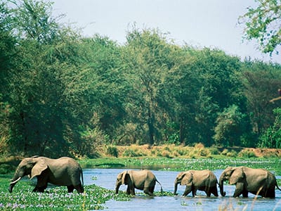 Rundreise Kenia Elefanten