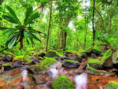 Rundreise Madagaskar Dschungel