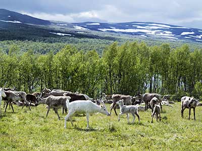 Rundreise Schweden Lappland Rentiere