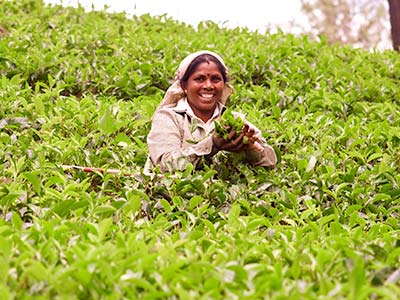 Sri Lanka Rundreise Teeplantage
