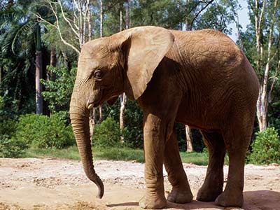 Tansania Urlaub Elefant