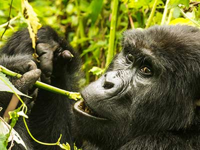 Rundreise Uganda Gorilla