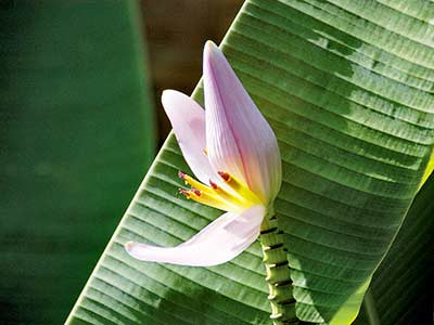 Seychellen Urlaub Fauna und Flora