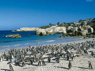 Rundreise Südafrika Boulders Beach