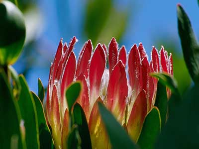 Rundreise Südafrika Protea