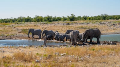 Namibia Elefanten Etosha Nationalpark