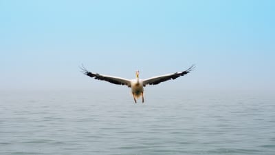 Namibia Pelikan Walvis Bay