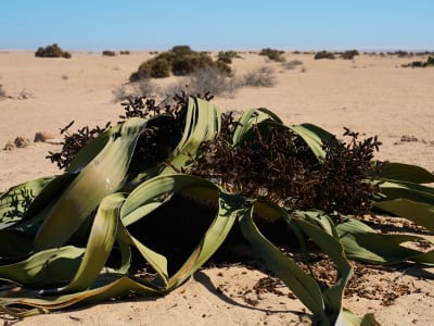 Namibia Welwitschie
