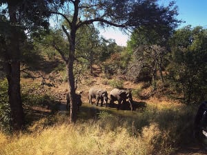 Zwei Elefanten im Krueger Nationalpark