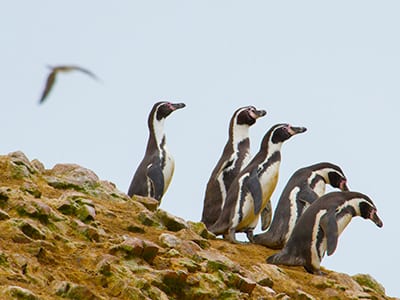 Pinguine in Peru