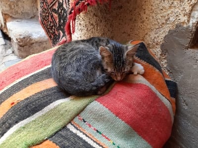 Marokko Gruppenreise mit Gebeco - Fès Katze
