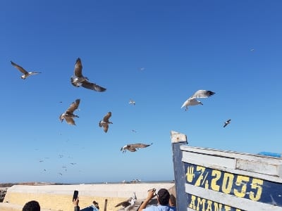 Marokko Essaouira Hafen