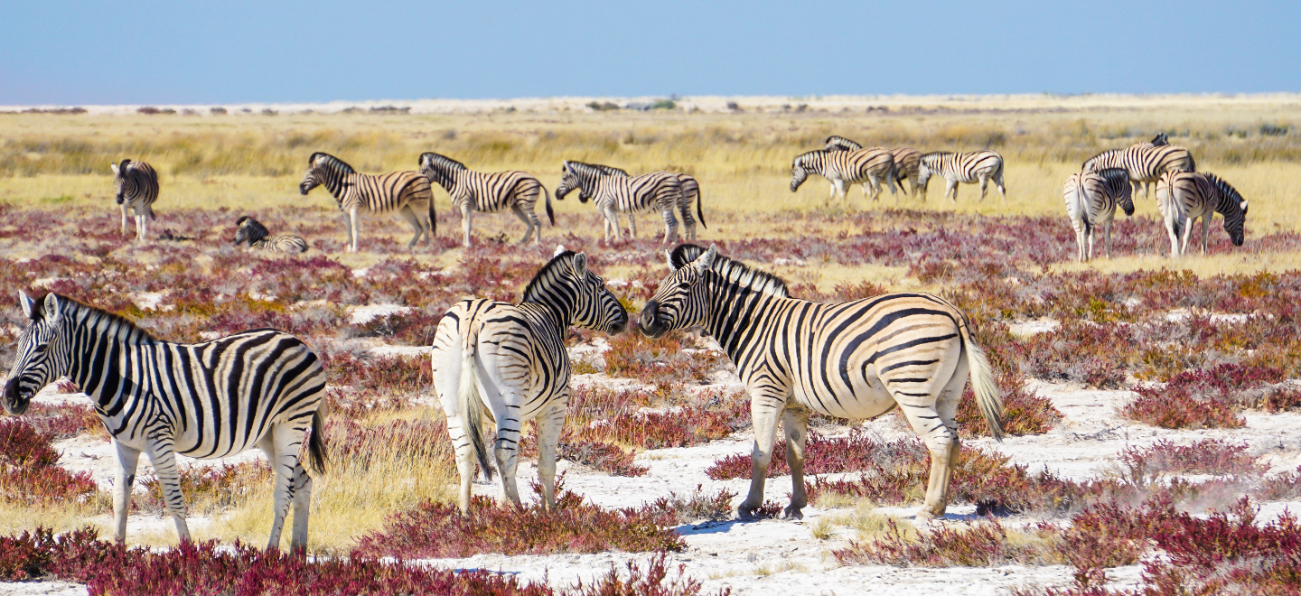 Namibia Etosha Nationalpark