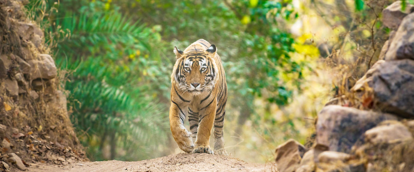 Gruppenreise Indien, Tigersafari Ranthambore Nationalpark