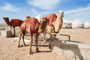 Jurtenlager in Usbekistan