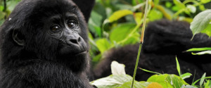 Bild zum Artikel "Uganda - Naturparadies am Äquator"