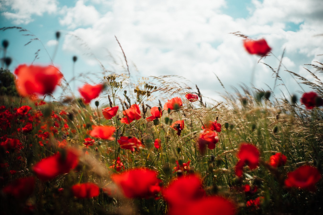 Blühende Mohnblumen