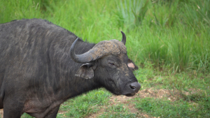 Uganda - Afrikanischer Büffel | Gebeco