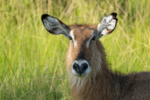 Uganda - Ellipsen-Wasserbock | Gebeco
