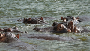 Uganda - Flusspferde unter Wasser | Gebeco