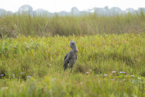 Uganda - Seltener Schuschnabel im Murchison-Falls-Nationalpark | Gebeco
